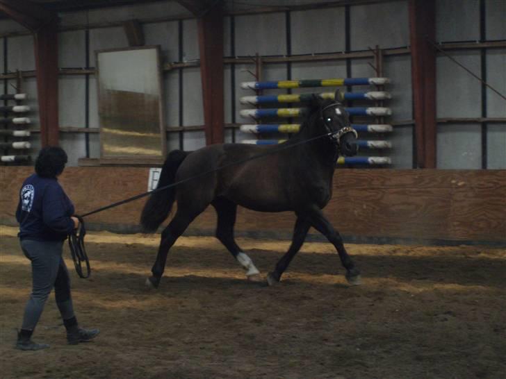 Oldenborg Granat Anholm  (SOLGT) - Ikke perfekt, men han prøver ihærdigt :) billede 2