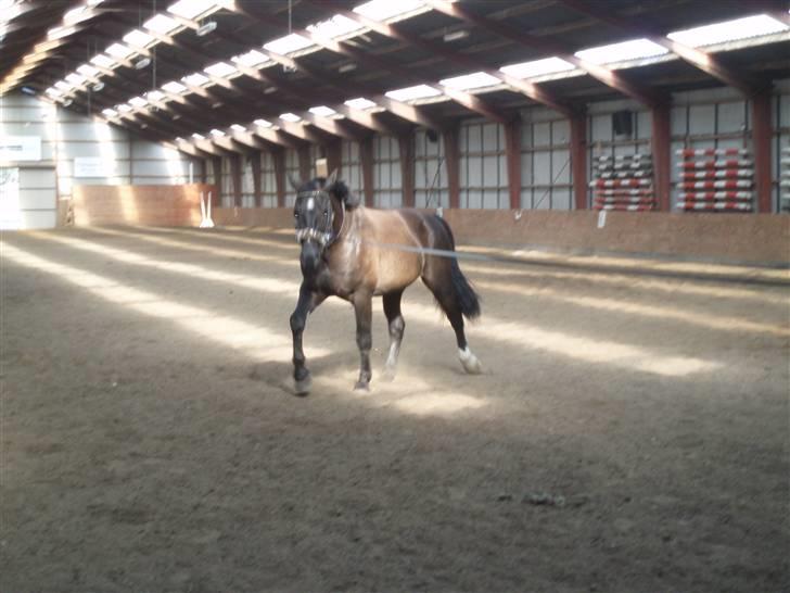 Oldenborg Granat Anholm  (SOLGT) - Min egen lille guldklump billede 3