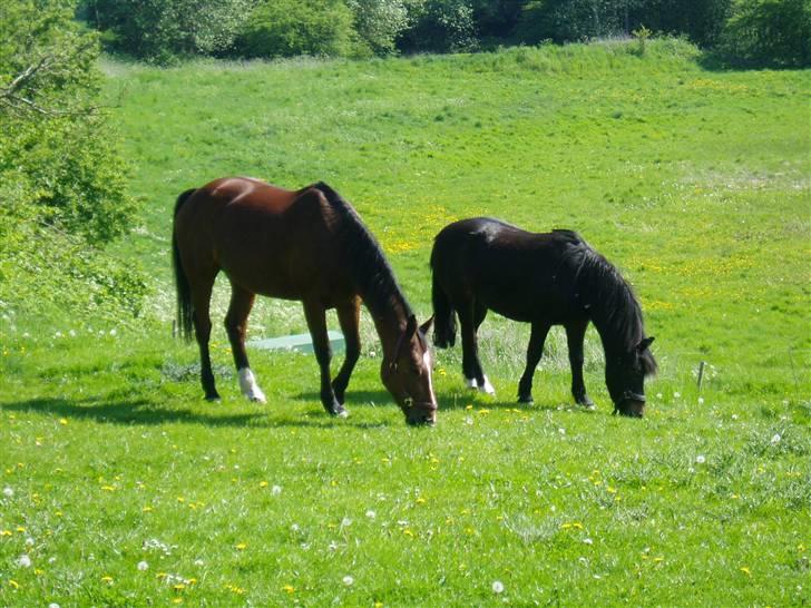 Anden særlig race Annika A.K.A Calimera  - Calimera og Mirka<3 billede 3