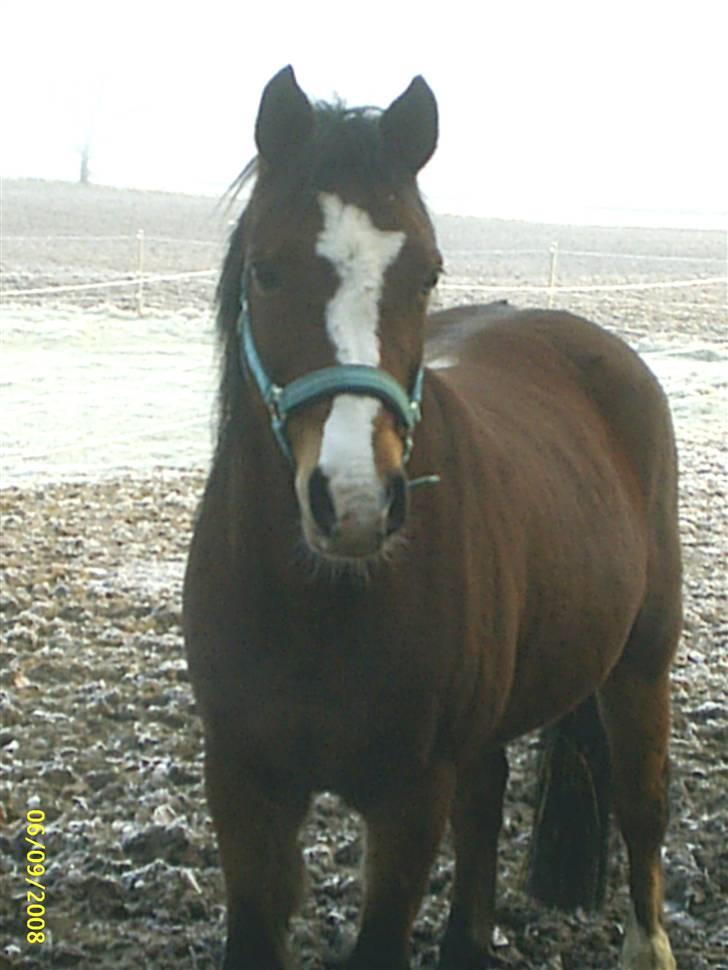 DSP Cavalie's Spoky Joker - Joker på den "hvide Fold"...... billede 16