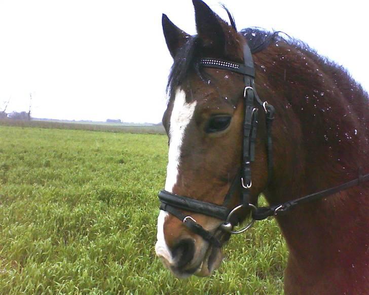 DSP Cavalie's Spoky Joker - Hvad var det?. billede 17