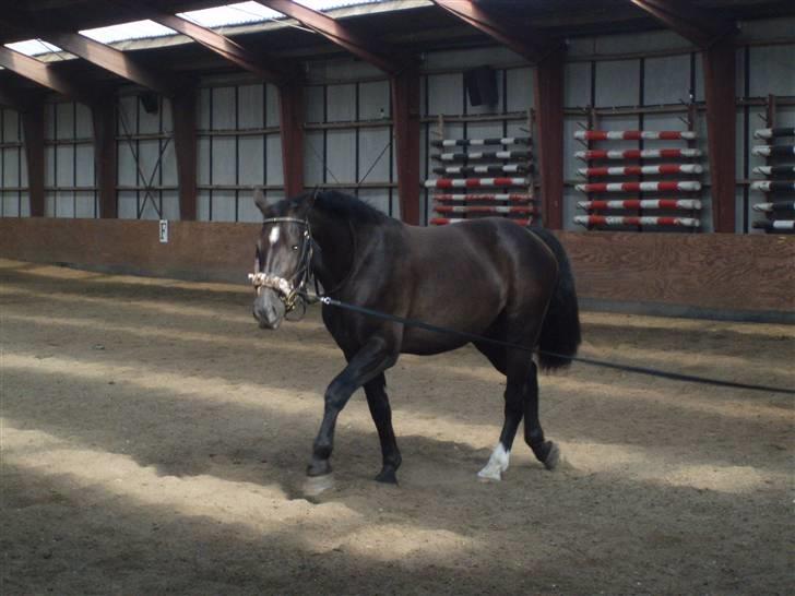 Oldenborg Granat Anholm  (SOLGT) - Hvor er han dygtigt billede 4