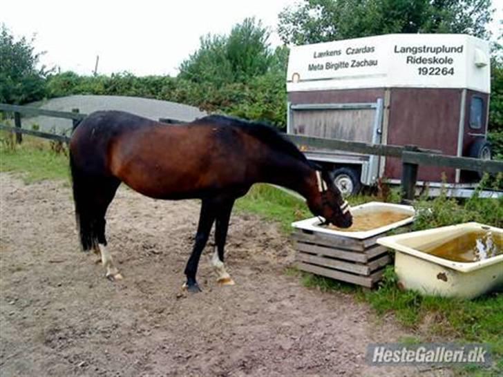 Connemara Sylvia | RIDER IKKE MERE - Jeg blev lige lidt tørstig" Syller´n på fold :)<3 billede 20