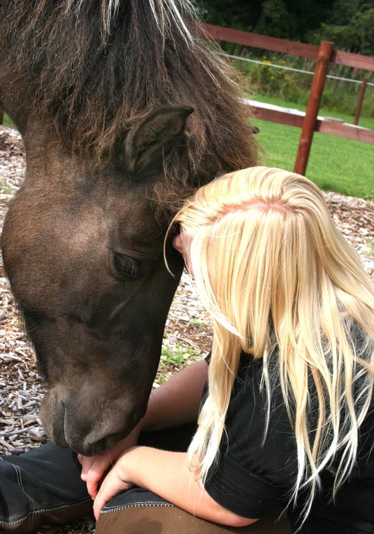 Islænder Hraunbúa fra Skarholt - 3. Kærlighed<3 billede 17