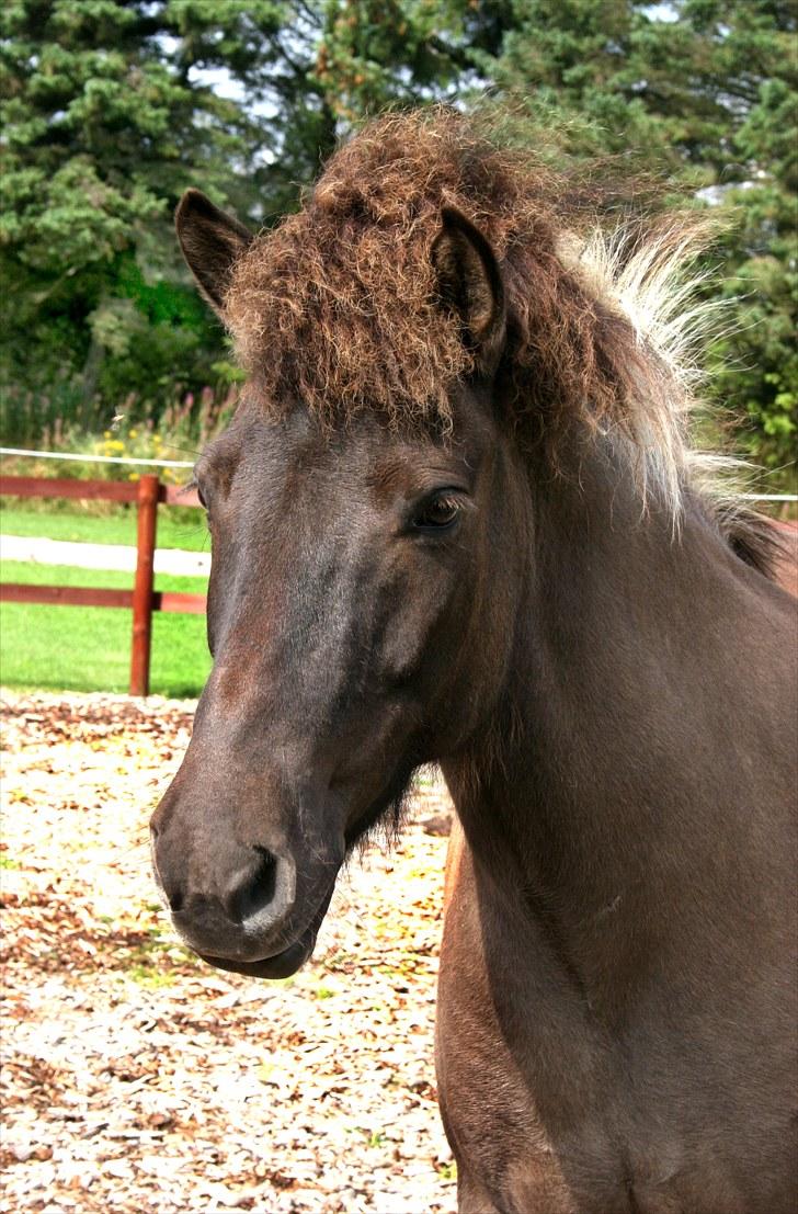 Islænder Hraunbúa fra Skarholt - 13. Smukke <3 billede 19