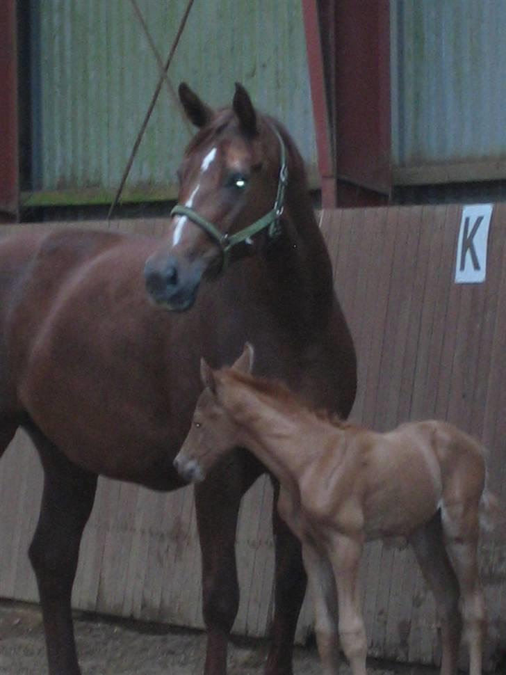 Dansk Varmblod OREBO'S ASRA - Asra med det nye føl. Billed taqet af Christina Lindberg. billede 14