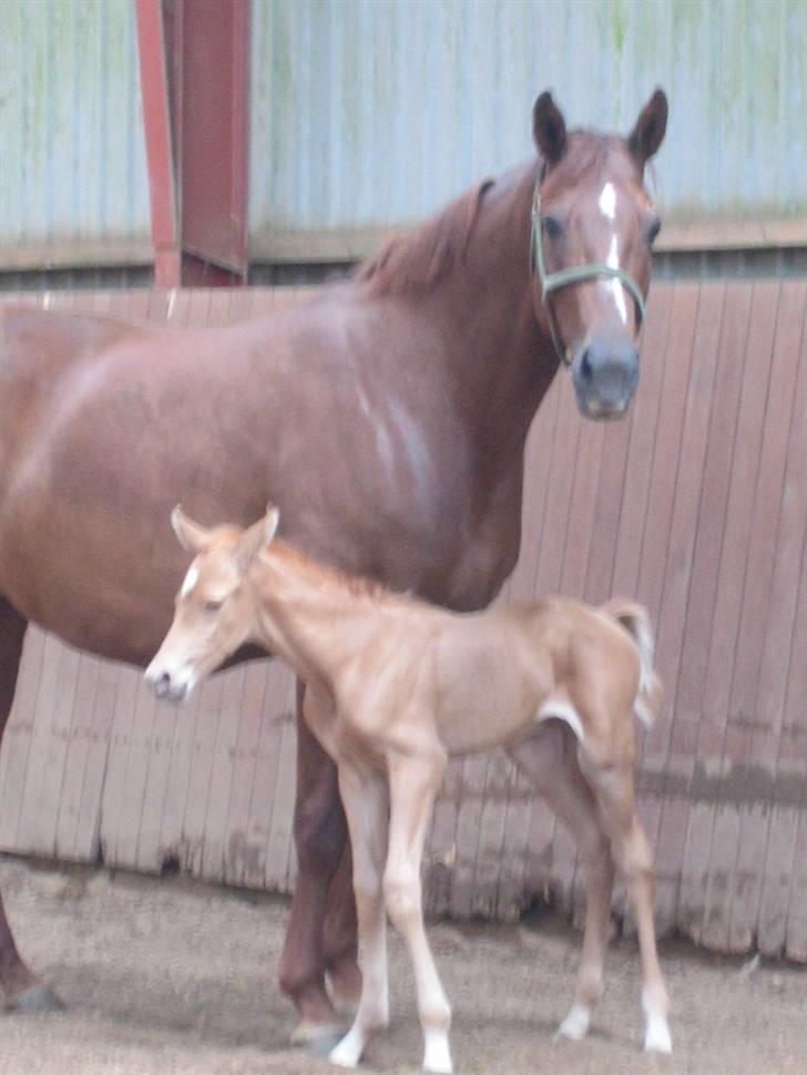 Dansk Varmblod OREBO'S ASRA - Asra med accoy! Billed taqet af Christina Lindberg. billede 16