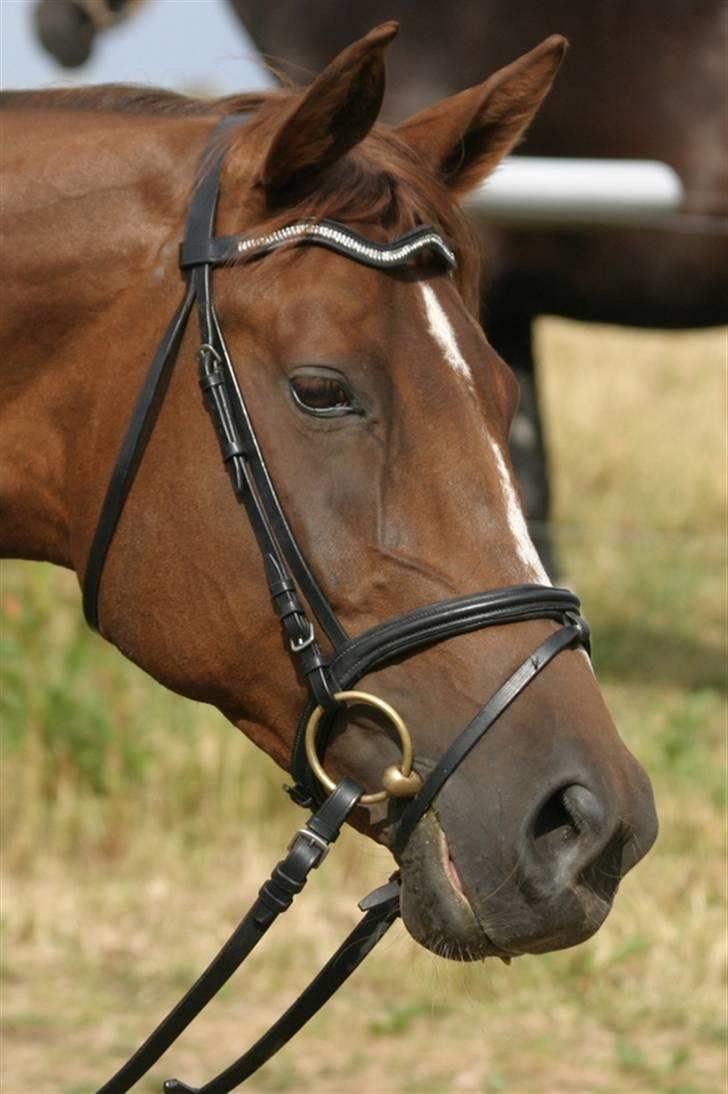 Dansk Varmblod OREBO'S ASRA - Sommeren o9, billed taqet af Erik Christoffersen. billede 17