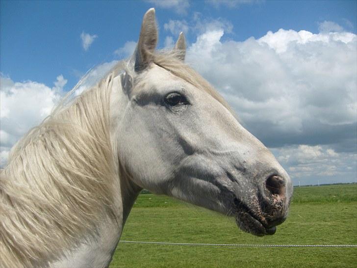 Knabstrupper Alexsander *solgt* billede 11