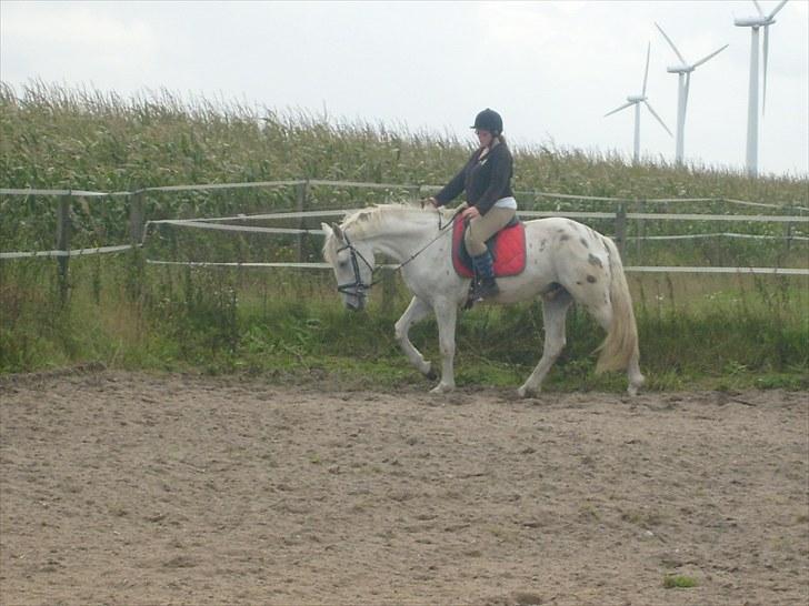 Knabstrupper Alexsander *solgt* billede 12