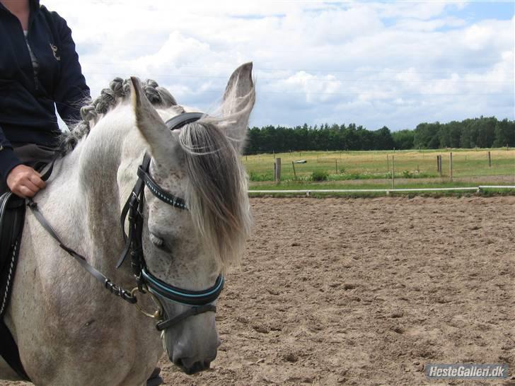 Anden særlig race Moonlight - Moonlight der hvor vi købte hende<3 billede 8