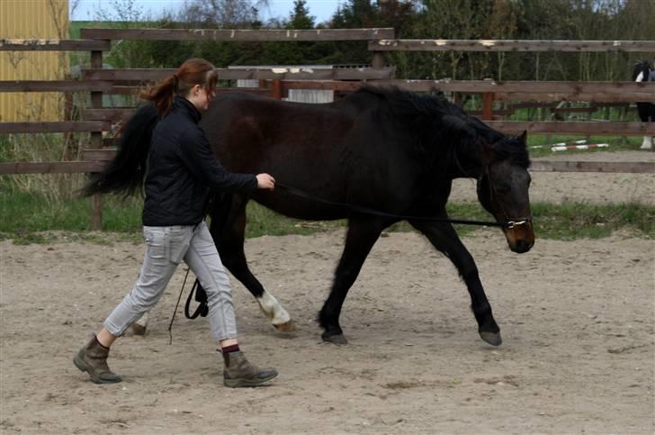 Anden særlig race Aavangs Mikado, Svampebob - Akademisk Træning 19 April <3 xD Foto: den fantastiske fotograf Lykke <3 billede 19