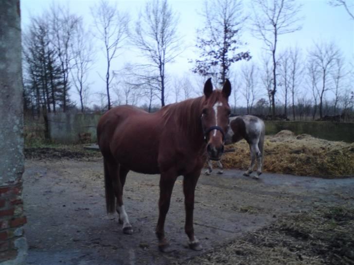 Anglo Araber (AA) Lille Daugårds Prinsesse (R.I.P) - Efterår 2009 billede 2