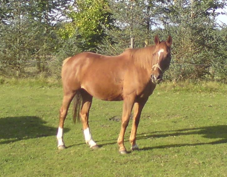Anglo Araber (AA) Lille Daugårds Prinsesse (R.I.P) - Oktober 2009 lige efter jeg har fået hende billede 3