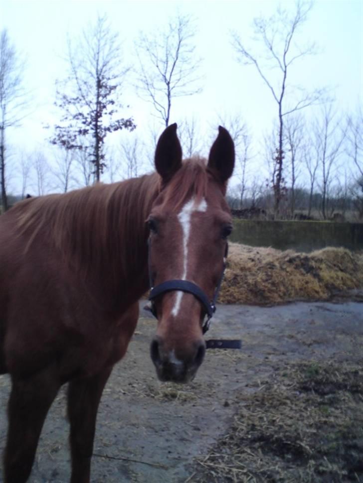 Anglo Araber (AA) Lille Daugårds Prinsesse (R.I.P) - Efterår 2009 billede 4