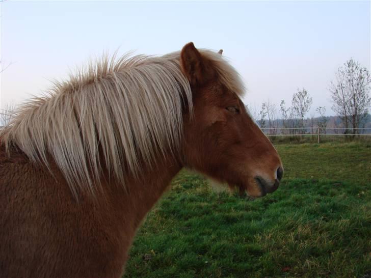 Islænder Sóley - Hun tager sig lige en lyn-lur ;-) billede 9