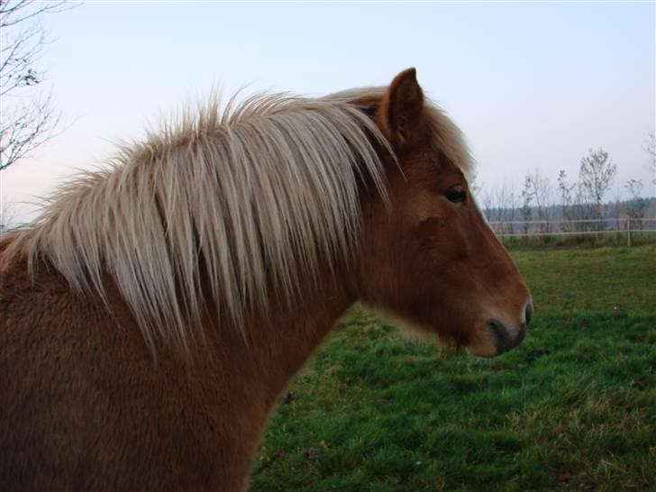 Islænder Sóley billede 10