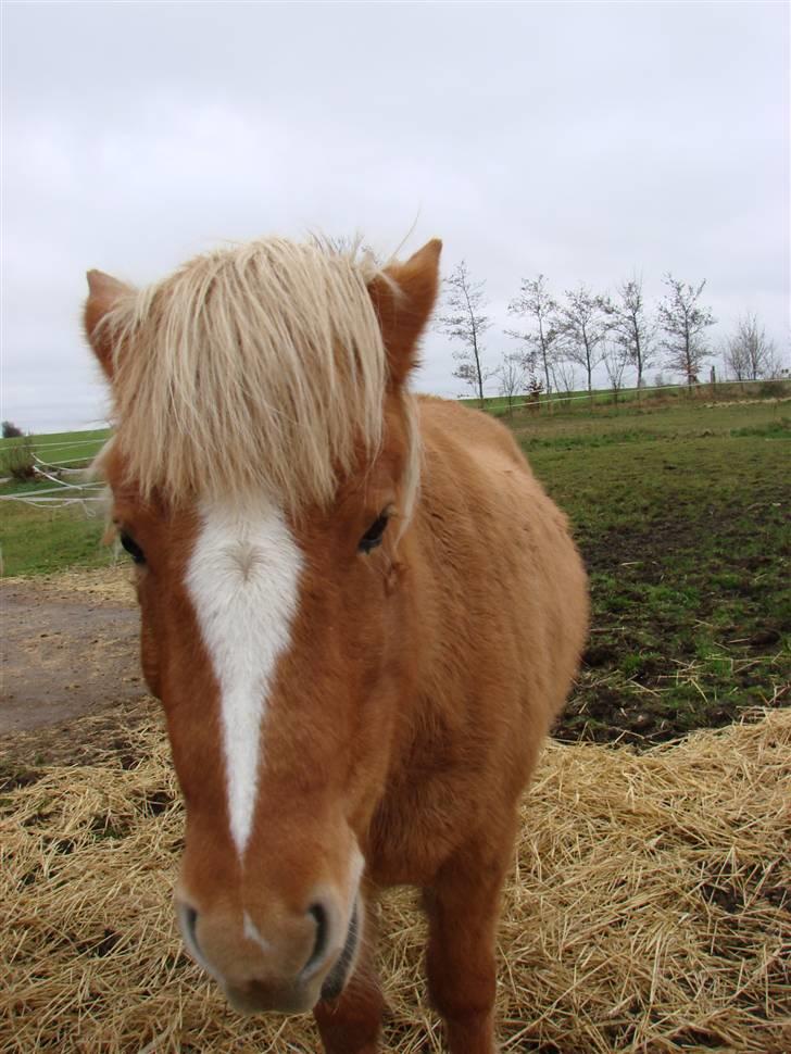 Islænder Sóley - Sikken en doven én :) billede 11