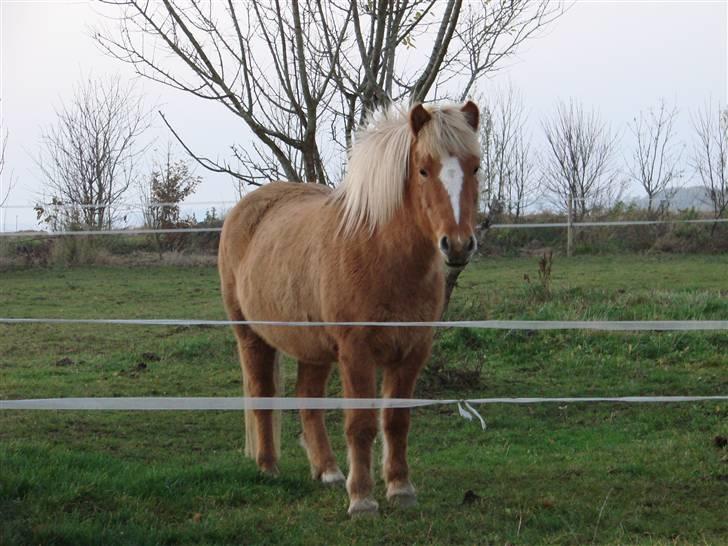 Islænder Sóley billede 12