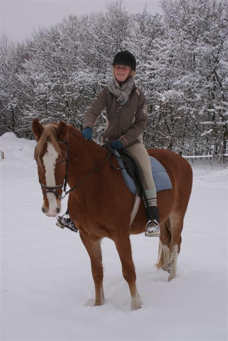 Frederiksborg Isak  - Isak første gang han er ude på ridebanen udenfor :-) billede 5