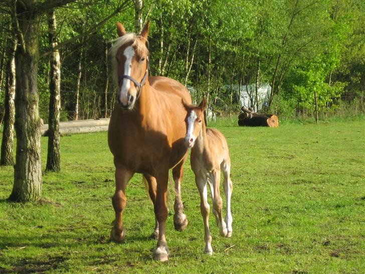 Frederiksborg Isak  - Her den lille baby Isaq kun 2 dage gammel billede 9