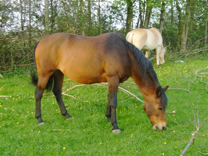 New Forest /Pinto   Celine -  Cille  - Foråret 08 . Celine med sin lyse smukke farve .. :) billede 9