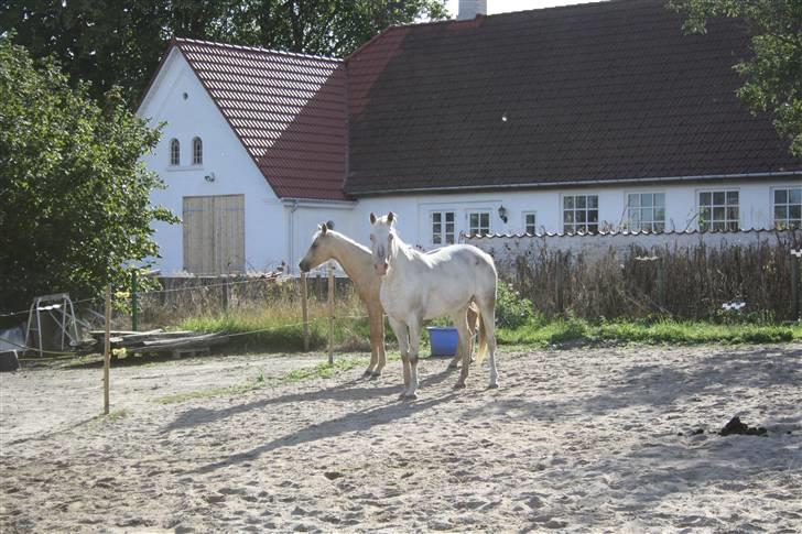 Appaloosa Amina,+R.I.P+ - Et stk. træt hest... billede 6