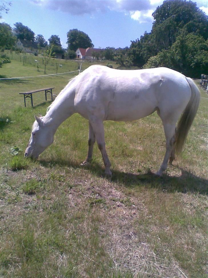 Appaloosa Amina,+R.I.P+ - Fra i sommer billede 1