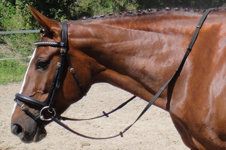 Dansk Varmblod Egely's Lucky Lady - Min smukke Lady billede 17