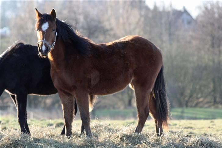 Anden særlig race helleruphus celeste - celeste i vinter tøj 25 dec. 2008 billede 12