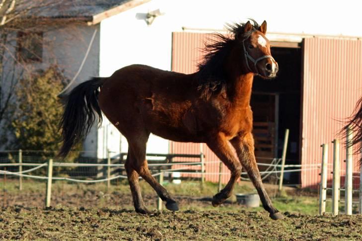 Anden særlig race helleruphus celeste - celeste i vinter tøj 25 dec. 2008 billede 13