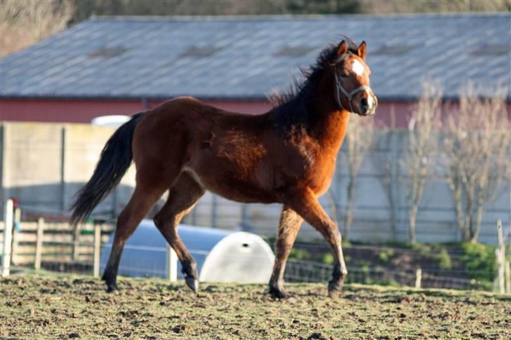 Anden særlig race helleruphus celeste - celeste i vinter tøj 25 dec. 2008 billede 14
