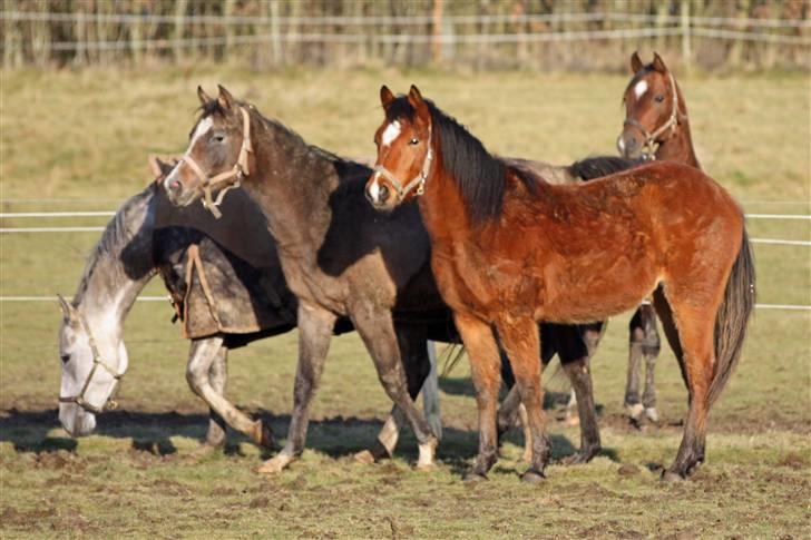 Anden særlig race helleruphus celeste - celeste i vinter tøj 25 dec. 2008 billede 15