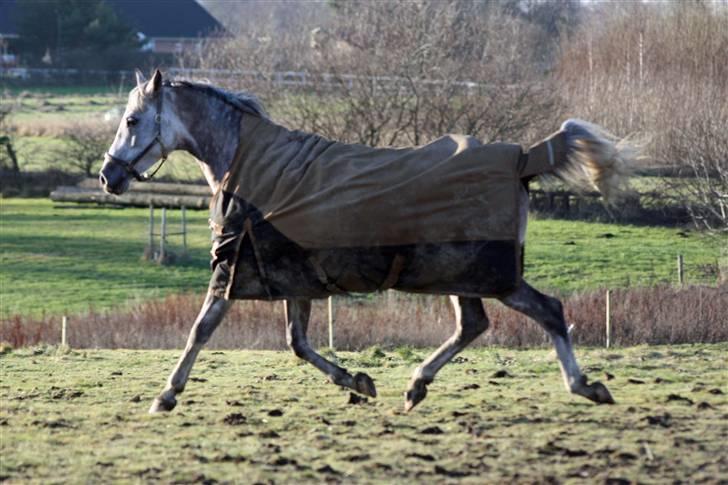 Arabisk fuldblod (OX) sedina ox - R.I.P. 2009 billede 19