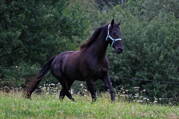 Tennessee Walker | Yahoo's Beautiful Joyce - # 19. Joyce i engen 16/8 2010. billede 19