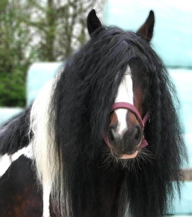 Irish Cob Baxter RIP billede 2