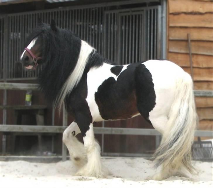 Irish Cob Baxter RIP billede 5