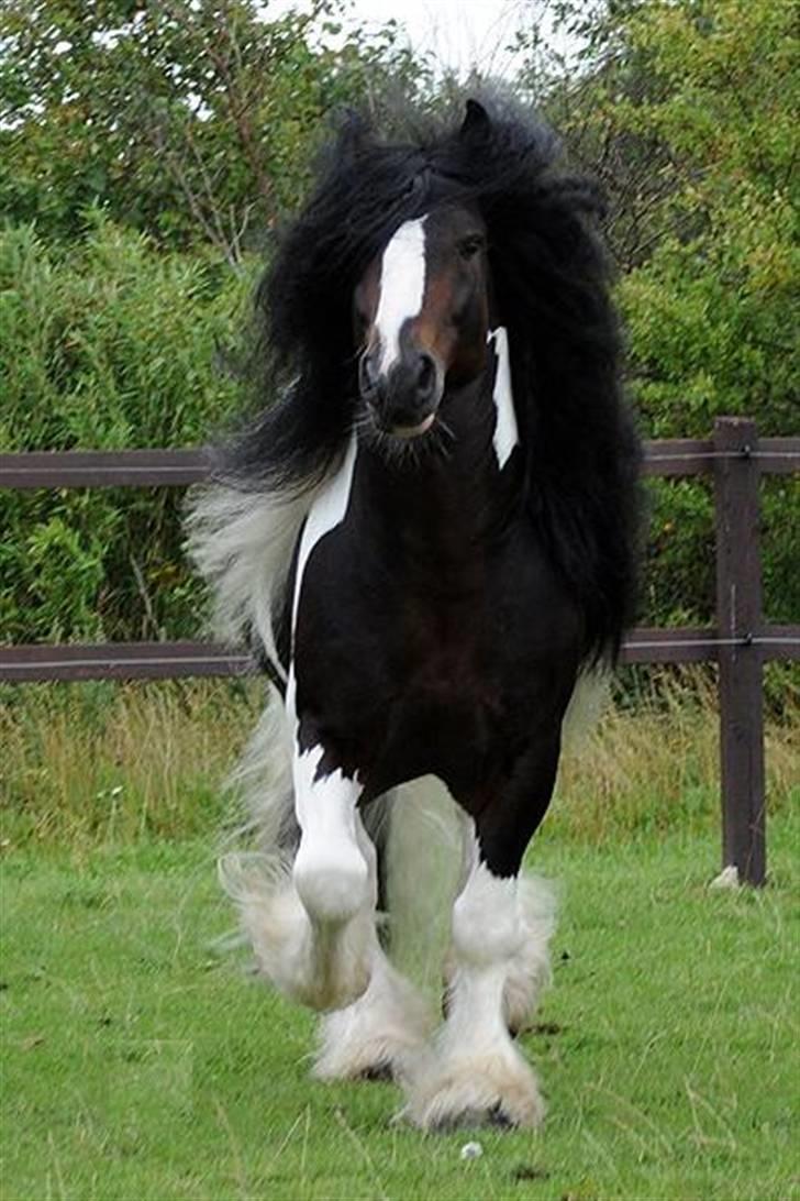 Irish Cob Baxter RIP billede 6