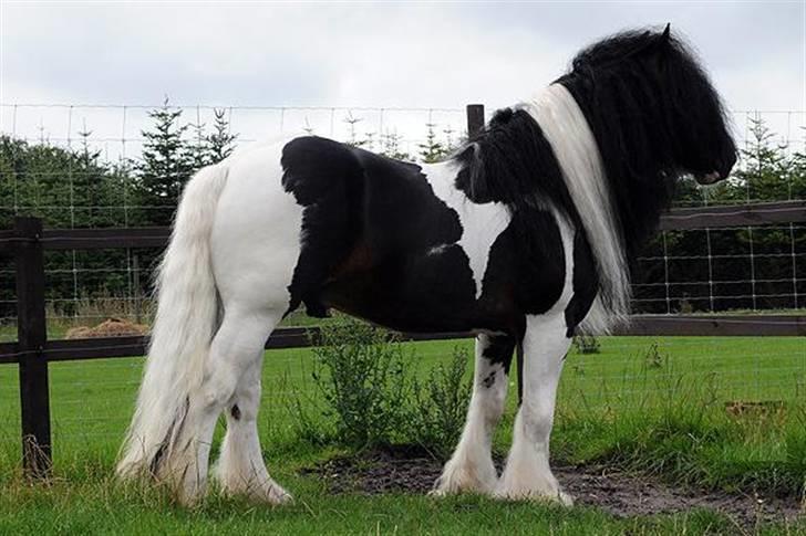 Irish Cob Baxter RIP billede 7