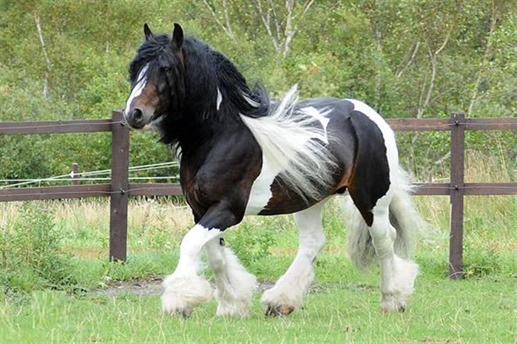 Irish Cob Baxter RIP billede 8