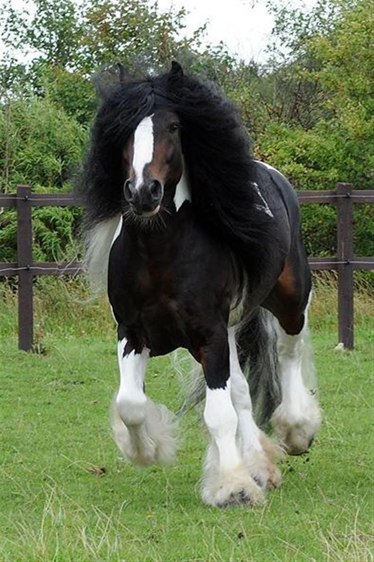 Irish Cob Baxter RIP billede 9