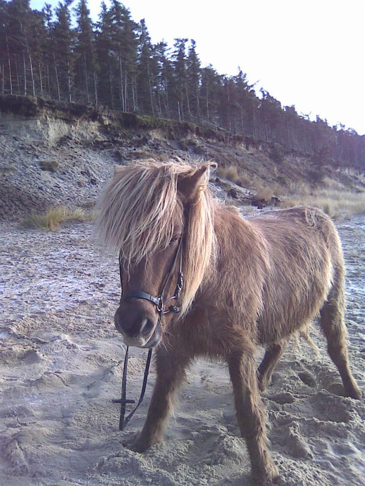 Islænder STIGANDI fra MYRETUE - Han er på vej op fra en rulletur<333 Foto Anne billede 14