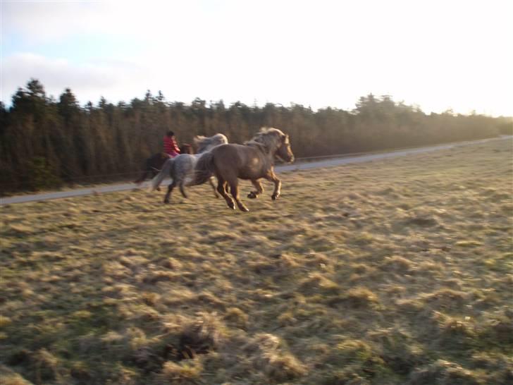 Islænder STIGANDI fra MYRETUE - Alt lege:) foto Mathilde billede 15