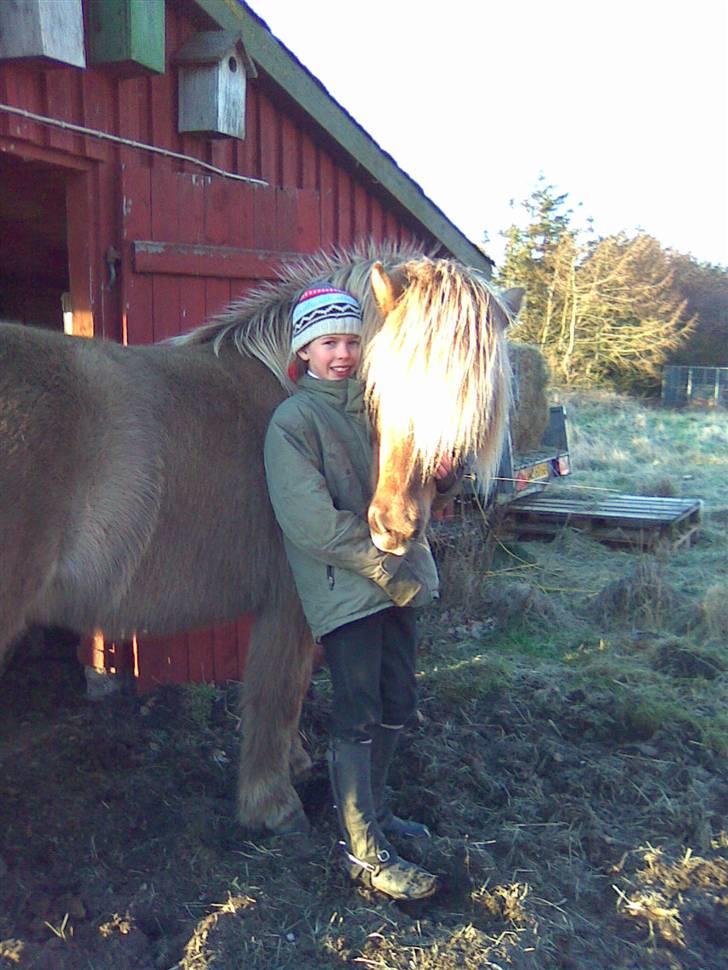 Islænder STIGANDI fra MYRETUE - Flotte Hotte<3 Foto Anne billede 16