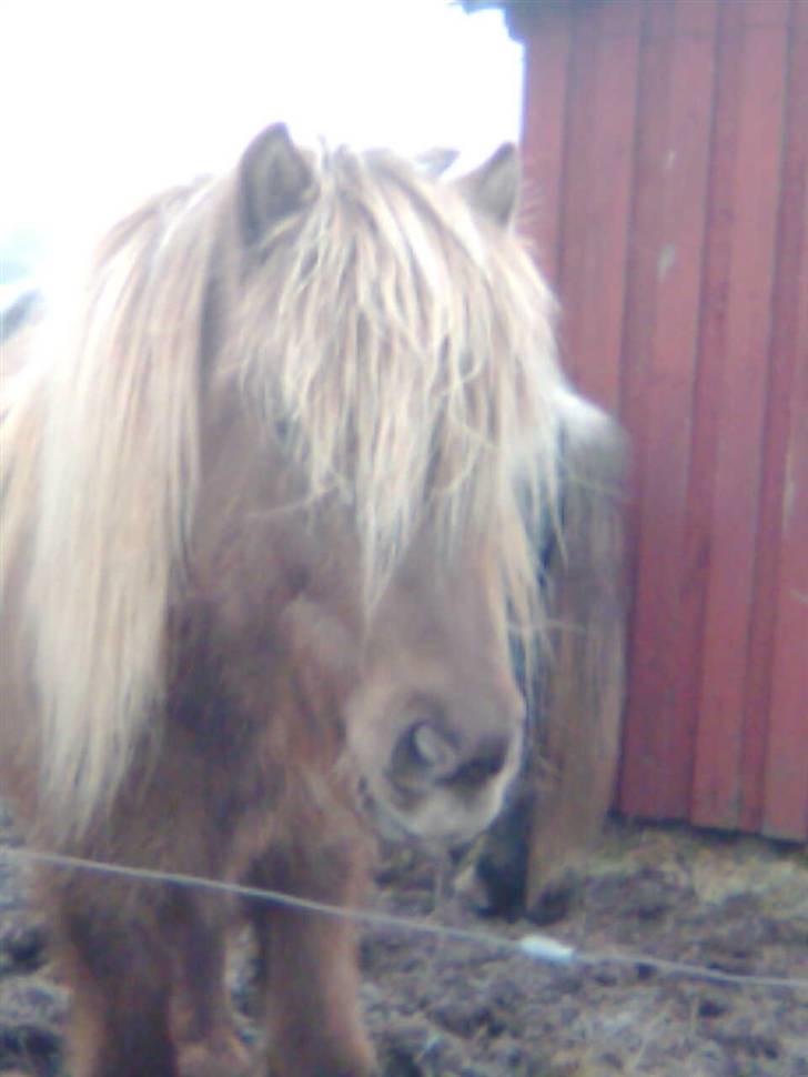 Islænder STIGANDI fra MYRETUE - Stigandi i kulde foto Mathilde billede 17
