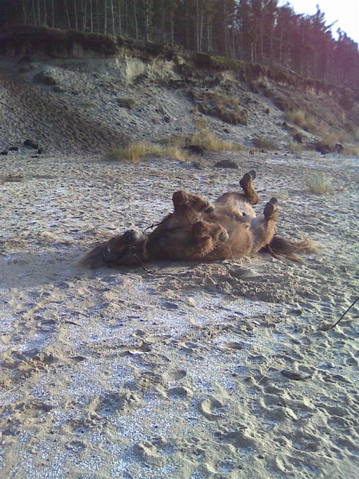 Islænder STIGANDI fra MYRETUE - Stigandi ruller sig<333 Foto Anne billede 18