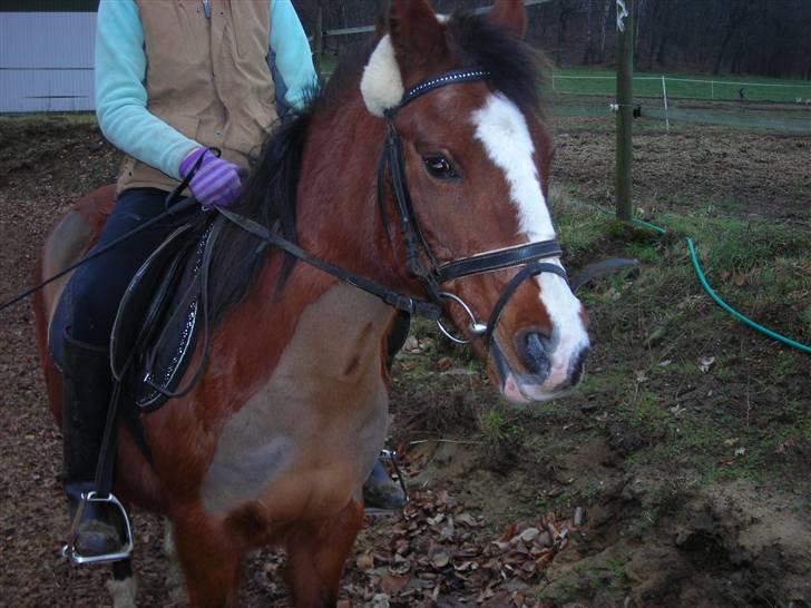 Anden særlig race Lucy<3Aflivet&savnet<3 - Killar& Lucy; 10-01-09 billede 15