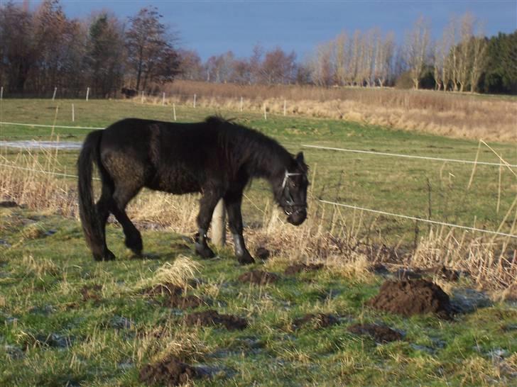 Fell pony Kurreholms Jackpot UDLÅNT billede 13