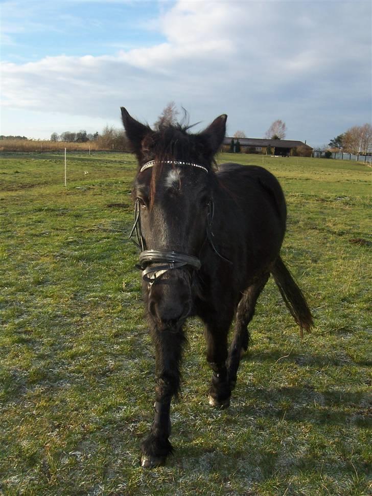 Fell pony Kurreholms Jackpot UDLÅNT billede 14