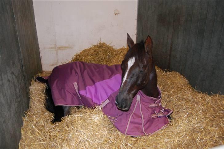 Hollandsk Sportspony Chico :* <3 billede 10